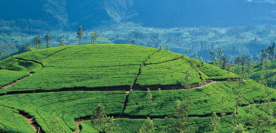 Upcountry Sri Lanka Tour (4 Days / 3 Nights)